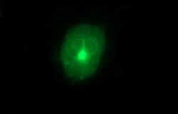 MMP13 Mouse anti-Human, Clone: OTI4B3, lyophilized, TrueMAB 100 &mu;g;