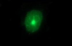 MMP13 Monoclonal Antibody (OTI4B3), TrueMAB , OriGene 100 &mu;L; Unconjugated:Antibodies,
