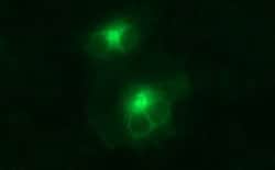 MMP13 Mouse anti-Human, Clone: OTI2F4, lyophilized, TrueMAB 100 &mu;g;