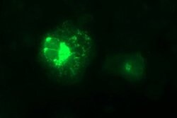 MMP13 Mouse anti-Human, Clone: OTI3G1, lyophilized, TrueMAB 100 μg;