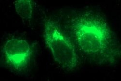 MMP13 Monoclonal Antibody (OTI4B7), TrueMAB , OriGene 100 &mu;L; Unconjugated:Antibodies,