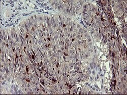 MMP13 Mouse anti-Human, Clone: OTI3A7, lyophilized, TrueMAB 100 &mu;g;