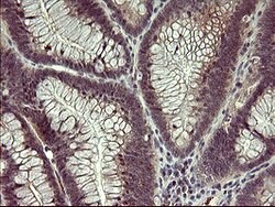 MMP13 Mouse anti-Human, Clone: OTI3A7, lyophilized, TrueMAB 100 &mu;g;
