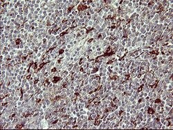 MMP13 Mouse anti-Human, Clone: OTI2A6, lyophilized, TrueMAB 100 &mu;g | Buy Online | Origene Technologies | Fisher Scientific