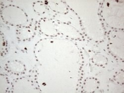 MMP2 Monoclonal Antibody (OTI4A11), TrueMAB , OriGene 100 &mu;L; Unconjugated:Antibodies,