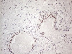MMP2 Monoclonal Antibody (OTI4A11), TrueMAB , OriGene 100 &mu;L; Unconjugated:Antibodies,