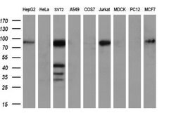 MMP2 Monoclonal Antibody (OTI4B11), TrueMAB , OriGene 30 &mu;L; Unconjugated:Antibodies,