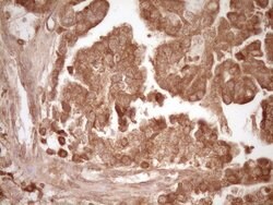 MMP3 Monoclonal Antibody (OTI1E9), TrueMAB , OriGene 30 &mu;L | Buy Online | Origene Technologies | Fisher Scientific