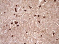 MMP3 Monoclonal Antibody (OTI1E9), TrueMAB , OriGene 30 &mu;L | Buy Online | Origene Technologies | Fisher Scientific