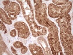 MMP3 Monoclonal Antibody (OTI1E9), TrueMAB , OriGene 30 &mu;L | Buy Online | Origene Technologies | Fisher Scientific