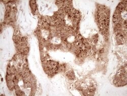 MMP3 Monoclonal Antibody (OTI1E9), TrueMAB , OriGene 30 &mu;L | Buy Online | Origene Technologies | Fisher Scientific