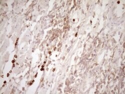 MMP3 Monoclonal Antibody (OTI2D4), TrueMAB , OriGene 100 &mu;L; Unconjugated:Antibodies,