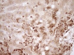 MMP3 Monoclonal Antibody (OTI2D4), TrueMAB , OriGene 100 &mu;L; Unconjugated:Antibodies,