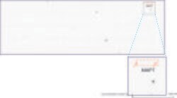MMP7 Mouse anti-Human, Clone: UMAB168, liquid, UltraMAB 100 &mu;L | Buy Online | Origene Technologies | Fisher Scientific