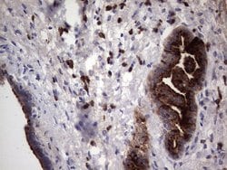 MMP7 Monoclonal Antibody (OTI3G7), TrueMAB , OriGene:Antibodies:Primary