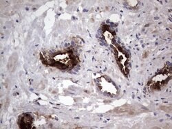 MMP7 Monoclonal Antibody (OTI3G7), TrueMAB , OriGene 100 &mu;L; Unconjugated:Antibodies,