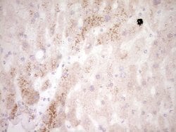 MMP7 Monoclonal Antibody (OTI3E9), TrueMAB , OriGene 100 &mu;L; Unconjugated:Antibodies,