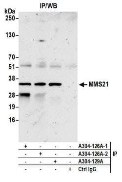 MMS21 Rabbit anti-Human, Polyclonal, Bethyl Laboratories 100 &mu;L; Unconjugated:Antibodies,