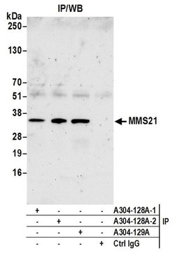 MMS21 Rabbit anti-Human, Polyclonal, Bethyl Laboratories 10 &mu;L; Unconjugated:Antibodies,