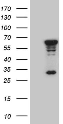 MNS1 Monoclonal Antibody (OTI1A9), TrueMAB , OriGene:Antibodies:Primary