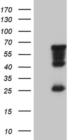 MNS1 Mouse anti-Human, Clone: OTI3D10, lyophilized, TrueMAB 100 &mu;g | Buy Online | Origene Technologies | Fisher Scientific