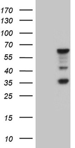 MNS1 Mouse anti-Human, Clone: OTI3E1, lyophilized, TrueMAB 100 &mu;g; Unconjugated:Antibodies,