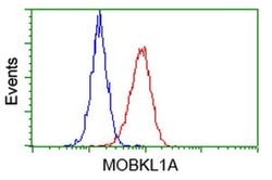 MOBKL1A Monoclonal Antibody (OTI1F6), TrueMAB , OriGene 100 &mu;L | Buy Online | OriGene | Fisher Scientific