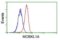 MOBKL1A Monoclonal Antibody (OTI1H2), TrueMAB , OriGene 100 μL; Unconjugated:Antibodies,