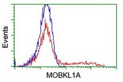 MOBKL1A Monoclonal Antibody (OTI2H4), TrueMAB , OriGene 30 &mu;L; Unconjugated:Antibodies,