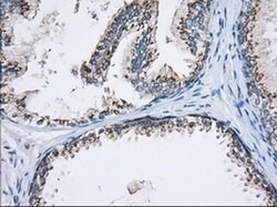 MOBKL1A Monoclonal Antibody (OTI3G9), TrueMAB , OriGene 30 &mu;L; Unconjugated:Antibodies,