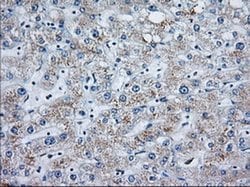 MOBKL1A Monoclonal Antibody (OTI3G9), TrueMAB , OriGene 30 &mu;L; Unconjugated:Antibodies,