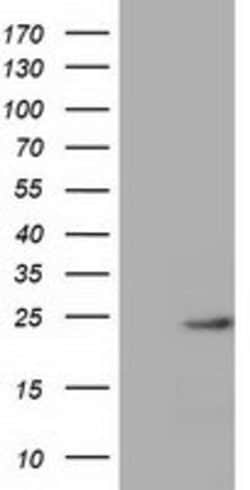 MOBKL1A Mouse anti-Human, Clone: OTI1H8, lyophilized, TrueMAB 100 &mu;g;