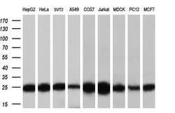 MOBKL1A Monoclonal Antibody (OTI3G9), TrueMAB , OriGene 30 &mu;L; Unconjugated:Antibodies,