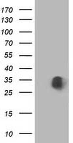 MOBKL1A Monoclonal Antibody (OTI2H4), TrueMAB , OriGene:Antibodies:Primary