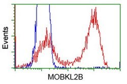 MOBKL2B Mouse anti-Human, Clone: OTI1G1, lyophilized, TrueMAB 100 &mu;g;
