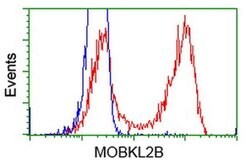 MOBKL2B Monoclonal Antibody (OTI6C6), TrueMAB , OriGene 100 &mu;L; Unconjugated:Antibodies,