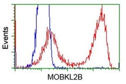 MOBKL2B Monoclonal Antibody (OTI7G2), TrueMAB , OriGene 30 &mu;L; Unconjugated:Antibodies,