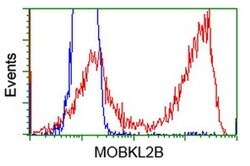 MOBKL2B Monoclonal Antibody (OTI3A8), TrueMAB , OriGene 30 &mu;L; Unconjugated:Antibodies,