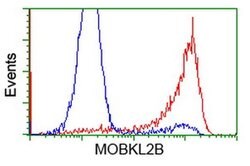 MOBKL2B Monoclonal Antibody (OTI2H8), TrueMAB , OriGene 100 &mu;L; Unconjugated:Antibodies,
