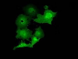 MOBKL2B Monoclonal Antibody (OTI1G1), TrueMAB , OriGene 100 &mu;L; Unconjugated:Antibodies,