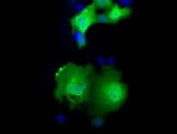 MOBKL2B Monoclonal Antibody (OTI7G2), TrueMAB , OriGene 30 &mu;L; Unconjugated:Antibodies,