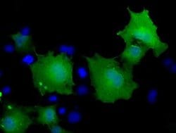 MOBKL2B Monoclonal Antibody (OTI1A3), TrueMAB , OriGene 100 &mu;L; Unconjugated:Antibodies,