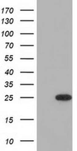 MOBKL2B Monoclonal Antibody (OTI1A3), TrueMAB , OriGene 100 &mu;L; Unconjugated:Antibodies,