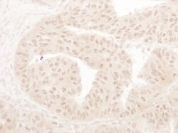 MOF/MYST1 Rabbit anti-Human, Mouse, Polyclonal, Bethyl Laboratories 100