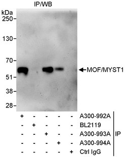 MOF/MYST1 Rabbit anti-Human, Polyclonal, Bethyl Laboratories 100 &mu;L;