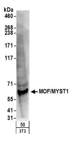 MOF/MYST1 Rabbit anti-Human, Mouse, Polyclonal, Bethyl Laboratories 100