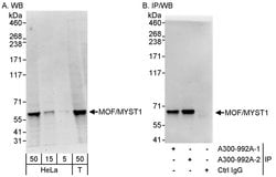 MOF/MYST1 Rabbit anti-Human, Mouse, Polyclonal, Bethyl Laboratories 100