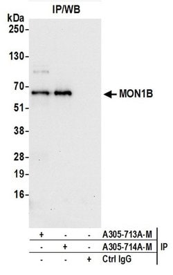 MON1B Polyclonal Antibody, Bethyl Laboratories:Antibodies:Primary Antibodies
