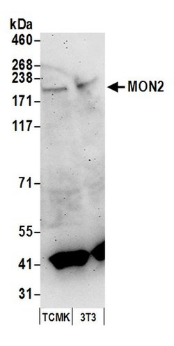MON2 Rabbit anti-Human, Mouse, Polyclonal, Bethyl Laboratories 100 &mu;l;