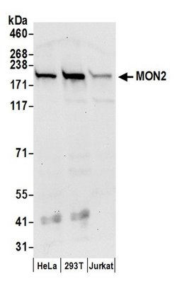MON2 Rabbit anti-Human, Mouse, Polyclonal, Bethyl Laboratories 100 &mu;l;